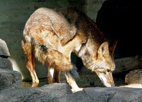 動物図鑑・コヨーテ